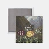 Aimant Auriculas du Dr John Robert Thornton (Recto/Verso)