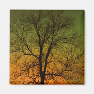 Aimant Aurora Borealis & Cottonwood Tree