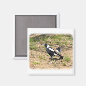 Aimant Australian Magpie en train d'être moquée par Willi (Recto/Verso)