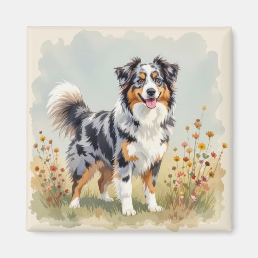 Aimant Australian Shepherd Dog Merle Long Tail (Devant)
