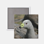 Aimant Australie Cap Barren Goose (Recto/Verso)