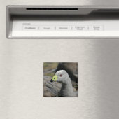 Aimant Australie Cap Barren Goose (In Situ (Lave-vaisselle))