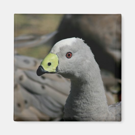 Aimant Australie Cap Barren Goose (Devant)
