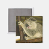 Aimant Australie, Queensland, Brisbane. Arborescence des  (Recto/Verso)