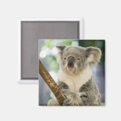 Aimant Australie, Queensland, Brisbane, Fig Tree (Recto/Verso)