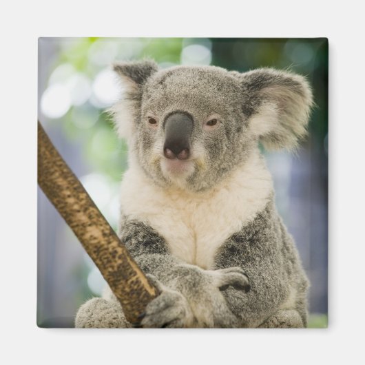 Aimant Australie, Queensland, Brisbane, Fig Tree (Devant)