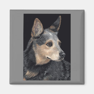Aimant australien de chien de bétail - "Quigley "