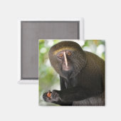 Aimant Autocollant carré de carte postale pour singe à vi (Recto/Verso)