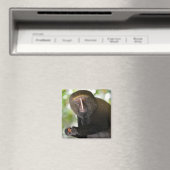 Aimant Autocollant carré de carte postale pour singe à vi (In Situ (Lave-vaisselle))