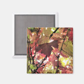 AIMANT AUTOMNE (Recto/Verso)