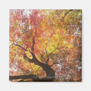 Aimant Automne