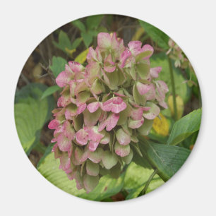 Aimant Autumn Hydrangea Bloom avec Golden Hosta Feuilles