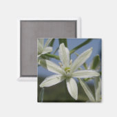 Aimant aux fleurs blanches (Recto/Verso)