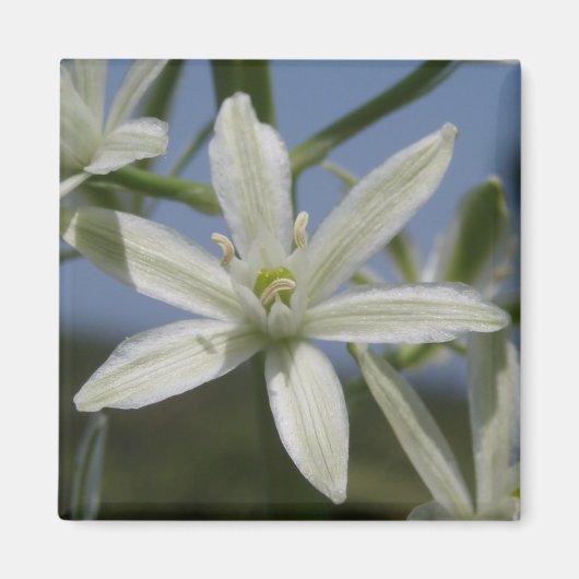 Aimant aux fleurs blanches (Devant)