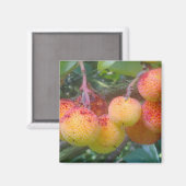 Aimant aux fruits de fraise (Recto/Verso)