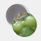 Aimant aux tomates vertes (Recto/Verso)