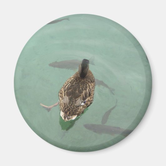 Aimant avec canard (Devant)