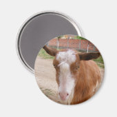 Aimant avec chèvre (Recto/Verso)