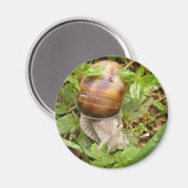 Aimant avec escargot solitaire. (Recto/Verso)
