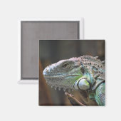 Aimant avec tête de lézard coloré Iguana (Recto/Verso)