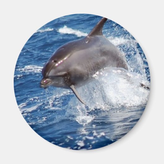 Aimant Aventure dauphin (Devant)