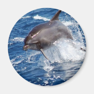 Aimant Aventure de dauphin