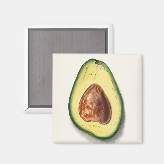 Aimant Avocado (Recto/Verso)
