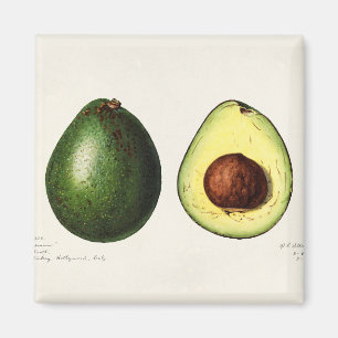 Aimant Avocado