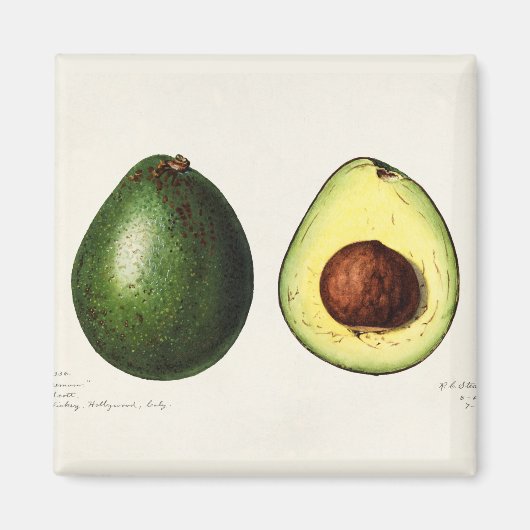 Aimant Avocado (Devant)