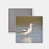 Aimant Avocet américain blanc (Recto/Verso)