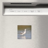Aimant Avocet américain blanc (In Situ (Lave-vaisselle))