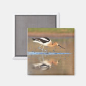 Aimant Avocet américain dans les étangs (Recto/Verso)