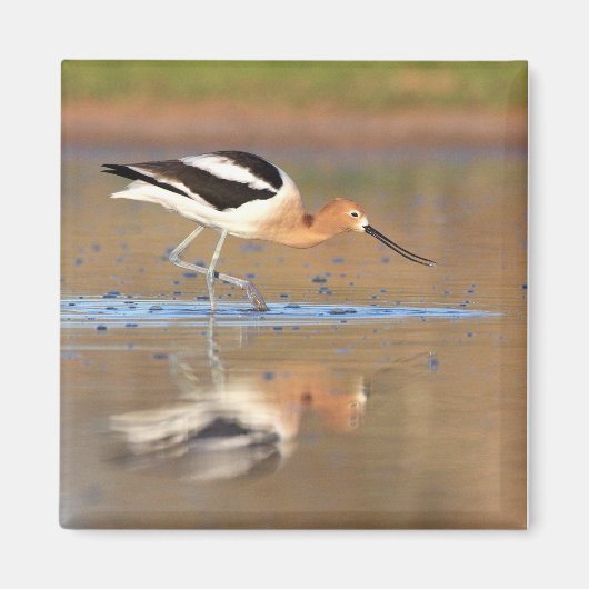 Aimant Avocet américain dans les étangs (Devant)