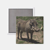 Aimant Awesome phacochère (Recto/Verso)