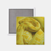 Aimant Awesome Yellow Burmese Python (Recto/Verso)