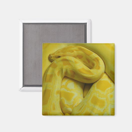 Aimant Awesome Yellow Burmese Python (Recto/Verso)