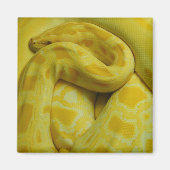 Aimant Awesome Yellow Burmese Python (Devant)