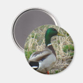 Aimant B12 Mallard Duck (Recto/Verso)