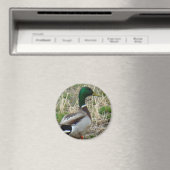 Aimant B12 Mallard Duck (In Situ (Lave-vaisselle))