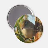 Aimant B3 Marsh Wren (Recto/Verso)