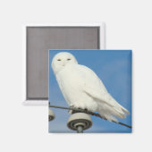 Aimant B50 Harfang des neiges (Recto/Verso)