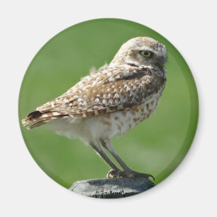 Aimant B56 Burrowing Owl