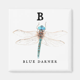 Aimant "B" Bleu Darner