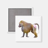 Aimant Baboon isolé autocollant carré de la carte postale (Recto/Verso)