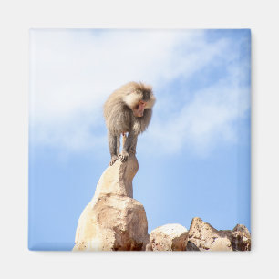 Aimant Babouin majestueux sur un sommet de montagne