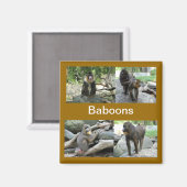 Aimant babouins (Recto/Verso)
