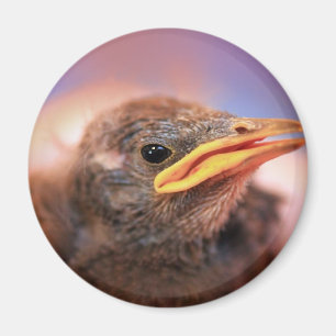 Aimant Baby Bird