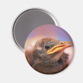 Aimant Baby Bird (Recto/Verso)
