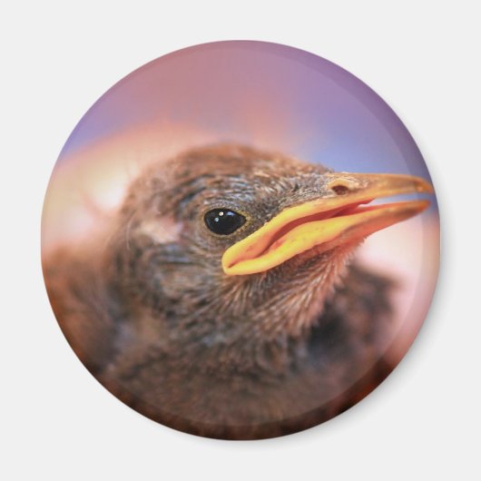 Aimant Baby Bird (Devant)