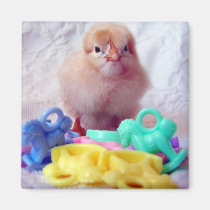 Aimant Baby Chick, Parfait Pour Le Baby shower